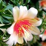 Pereskia aculeata Flower
