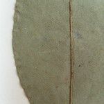 Eugenia albicans अन्य
