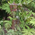 Psychotria poissoniana Natur