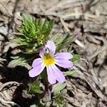 Euphrasia alpinaFlower