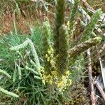 Plantago holosteum फूल