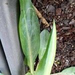 Isatis lusitanica Leaf