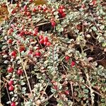 Cotoneaster horizontalis Gyümölcs