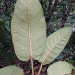 Ficus dzumacensis Blad