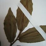 Xylopia pulcherrima Otro