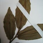 Xylopia pulcherrima 其他