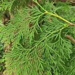 Thuja standishii Leaf