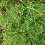 Thuja standishii Fulla