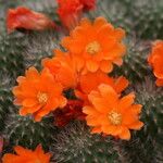 Rebutia minuscula Квітка