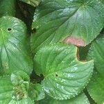 Gloxinia perennis Leaf