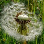 Taraxacum erythrospermum 果