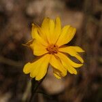 Madia elegans Flower