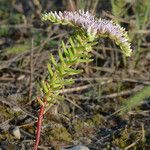 Sedum pulchellum Vekstform