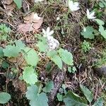 Saxifraga rotundifolia 葉