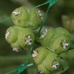 Valeriana vesicaria Fruit