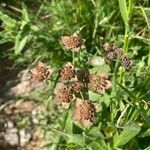 Bupleurum longifolium Flower