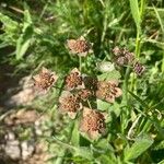 Bupleurum longifolium Kukka