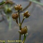 Scheuchzeria palustris Vaisius