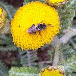 Tanacetum bipinnatum Flor