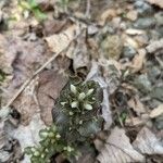 Obolaria virginica Leaf