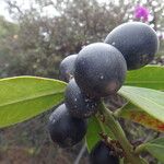 Acokanthera oblongifolia Плод