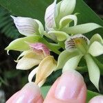 Prosthechea chacaoensis Flower