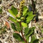 Stillingia sylvatica Fruit