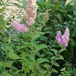 Spiraea douglasii Alkat (teljes növény)