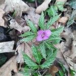 Cardamine glanduligera Fuelha