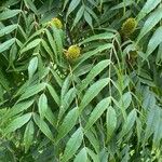 Platycarya strobilacea 叶