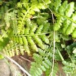 Asplenium foreziense Fuelha