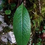 Hieracium neocerinthe Leaf