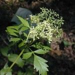 Thaspium barbinode Flower