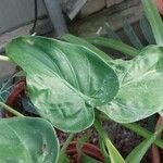 Alocasia cucullata Leaf