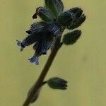 Myosotis minutiflora 花