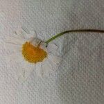 Leucanthemum ircutianum Λουλούδι
