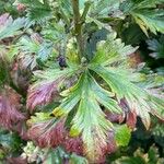 Aconitum variegatum Hoja