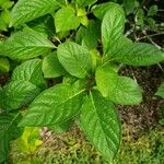 Syringa josikaea Leaf