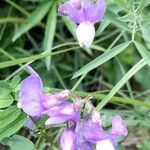 Lathyrus filiformis Blüte