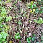 Equisetum telmateia Hábito