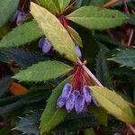 Berberis julianae Fruit