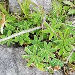 Alchemilla alpigena Blatt