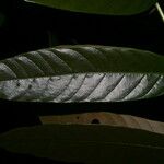 Guarea pterorhachis ഇല
