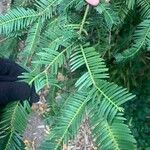 Cephalotaxus fortunei Leaf