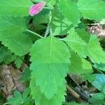 Clinopodium grandiflorum Leaf