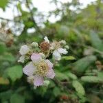 Rubus ulmifoliusFlor