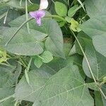 Vigna unguiculata 果実