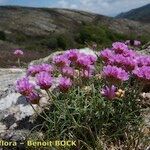 Armeria malinvaudii Habit