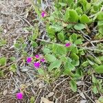 Talinum portulacifolium Blüte