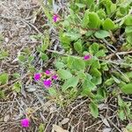 Talinum portulacifolium Flor